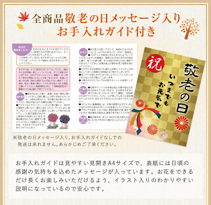 あす楽 14時まで ほおずき鉢植え文明堂詰合セット ほおずき どら焼き 鉢植え