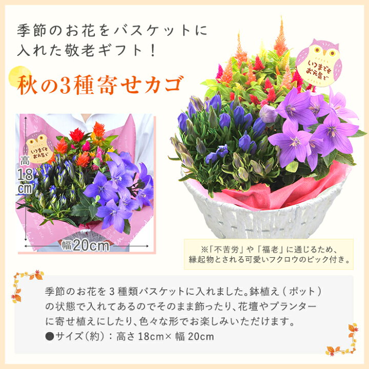 楽天市場 あす楽 敬老の日 ギフト プレゼント 花 鉢植え 花鉢 鉢花 生花 敬老 メッセージカード付き リンドウ 白寿 桔梗 カランコエ ふくろう 三毛猫 7種から選べる はな フラワーギフト 東北 関西 送料無料 花のギフト社 花のギフト社onlineshop