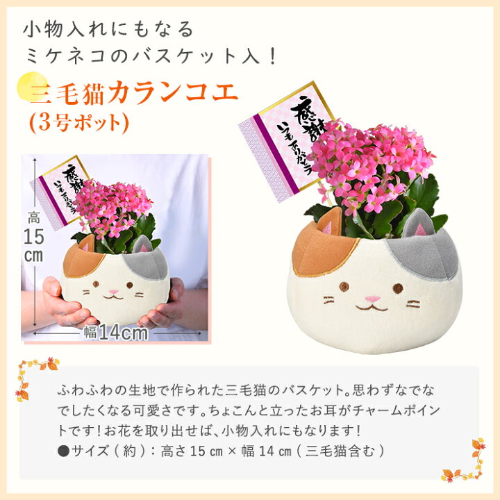 楽天市場 敬老の日 プレゼント 花 ギフト 7種から選べる 敬老 メッセージカード付き リンドウ 白寿 桔梗 ケイトウ カランコエ 鉢植え 鉢花 花鉢 東北 関西 送料無料 敬老 フラワーギフト ふくろう 三毛猫 花のギフト社 花のギフト社onlineshop