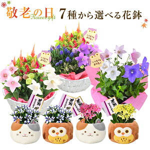 猫 花 プレゼント 生花の人気商品 通販 価格比較 価格 Com