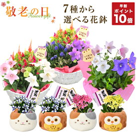 楽天市場 鉢植え 花 ギフトの通販
