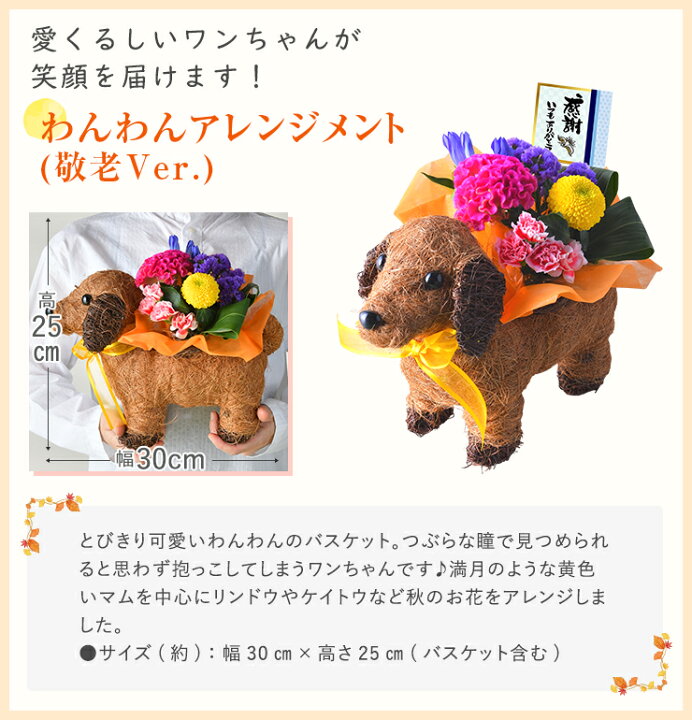 楽天市場 敬老の日 早割 10 Off 花 プレゼント ギフト リンドウ 白寿 心美長寿 におい桜 金柑 鉢植え ニンポウ金柑 大実金柑 プチマル フラワーギフト 鉢花 花鉢 苗木 東北 関西 送料無料 敬老の日プレゼント 花のギフト社 花のギフト社onlineshop