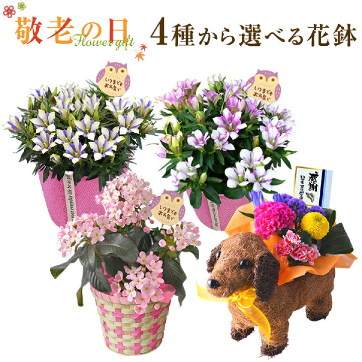 楽天市場 敬老の日 花 ギフト プレゼント 4種から選べる お花 リンドウ 竜胆 白寿 心美長寿 におい桜 鉢植え 鉢花 花鉢 アレンジメント 東北 関西送料無料 フラワーギフト 花のギフト社 花のギフト社onlineshop