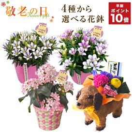 楽天市場 鉢植え 花 ギフトの通販