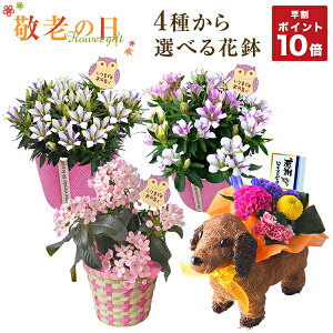 鉢植え 生花の人気商品 通販 価格比較 価格 Com