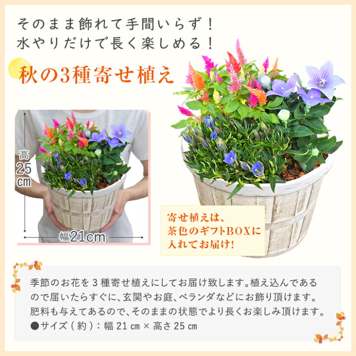 楽天市場 あす楽 敬老の日 ギフト プレゼント 花 犬 ふくろう アレンジ 生花 鉢植え 花鉢 鉢花 寄せ植え 敬老 メッセージカード付き リンドウ カランコエ フラワーアレンジメント フラワーギフト アレンジメント 東北 関西 送料無料 花のギフト社 花のギフト社onlineshop