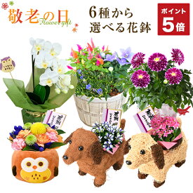 楽天市場 鉢植え 花 種類 植物 ダリア の通販