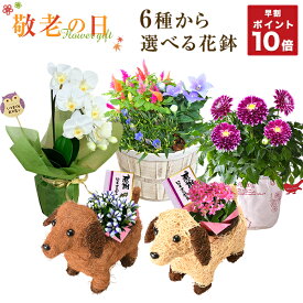 楽天市場 ダリア 鉢植えの通販