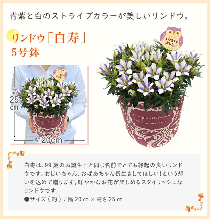 楽天市場 敬老の日 プレゼント 花 ギフト 敬老 メッセージカード付き リンドウ 白寿 心美長寿 におい桜 金柑 鉢植え ニンポウ 大実 ぷちまる フラワーギフト 鉢花 花鉢 苗木 東北 関西 送料無料 花のギフト社 花のギフト社onlineshop