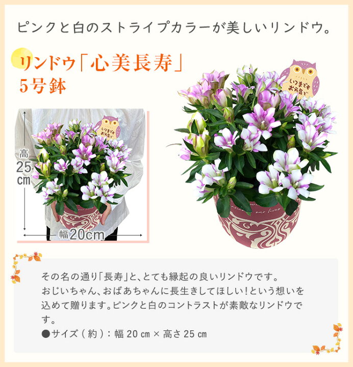 楽天市場 敬老の日 プレゼント 花 ギフト 敬老 メッセージカード付き リンドウ 白寿 心美長寿 におい桜 金柑 鉢植え ニンポウ 大実 ぷちまる フラワーギフト 鉢花 花鉢 苗木 東北 関西 送料無料 花のギフト社 花のギフト社onlineshop