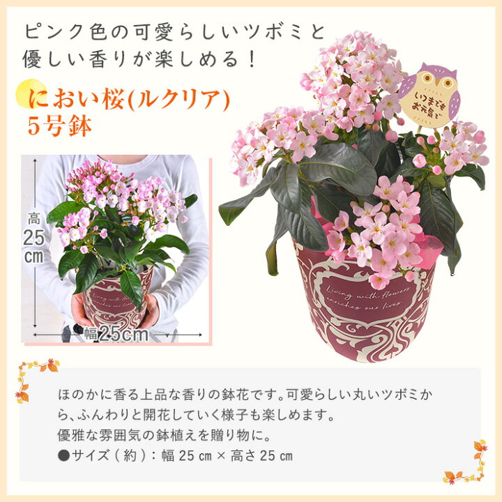 楽天市場 あす楽 敬老の日 ギフト プレゼント 花 鉢植え 花鉢 鉢花 生花 敬老 メッセージカード付き リンドウ 白寿 心美長寿 におい桜 金柑 ニンポウ 大実 ぷちまる 苗木 犬 アレンジ はな フラワーアレンジメント フラワーギフト 東北 関西 送料無料 花のギフト社 花