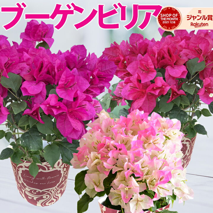 楽天市場 あす楽 ブーゲンビリア 鉢植え プレゼント ギフト 花 送料無料 お花 鉢花 花鉢 誕生日 お祝い 父の日 中元 贈り物 ブライダルピンク 花のギフト社onlineshop