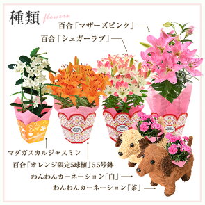 楽天市場 母の日 ギフト プレゼント 花 鉢植え カーネーション 百合 マダガスカルジャスミン 東北 関東 関西送料無料 6種類から選べるお花 母の日プレゼント 鉢花 花鉢 花のギフト社 花のギフト社onlineshop