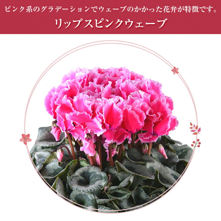 楽天市場 あす楽 14時まで シクラメン 送料無料 6号鉢 鉢植え 花 ギフト プレゼント お花 鉢花 花鉢 しくらめん 6号 鉢 ビクトリア ピアス 赤 ピンク 白 紫 リップピンク リップオレンジ ドリームピンク ドリームパープル ピーチ お歳暮 クリスマス 花のギフト社onlineshop