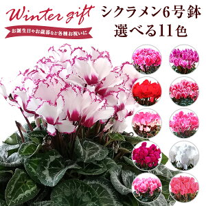 鉢植え 生花の人気商品 通販 価格比較 価格 Com