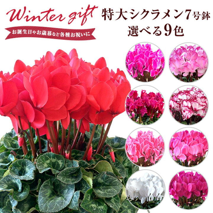 楽天市場 シクラメン 鉢植え 7号 ギフト プレゼント お花 鉢花 花鉢 しくらめん 花 7号鉢 鉢 送料無料 ビクトリア ピアス 赤 ピンク 白 紫 ドリームパープル ドリームピンク ドリームワイン 花のギフト社onlineshop