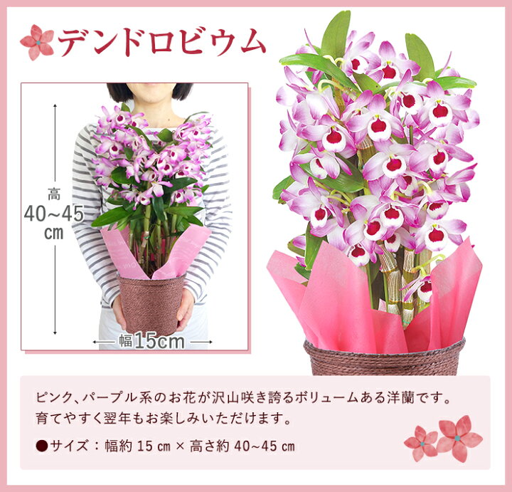 楽天市場 デンドロビウム 君子蘭 万両 アマリリス 胡蝶蘭 鉢植え 花 ギフト プレゼント お花 5号鉢 鉢花 花鉢 縁起物 コチョウラン デンドロビューム 東北 関西 送料無料 お歳暮 クリスマス 誕生日 お祝い フラワーギフト 花のギフト社onlineshop