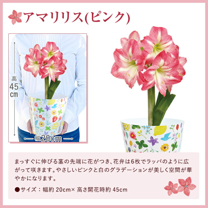 楽天市場 あす楽 14時まで デンドロビウム 君子蘭 万両 アマリリス 胡蝶蘭 鉢植え 花 ギフト プレゼント お花 5号鉢 鉢花 花鉢 縁起物 コチョウラン デンドロビューム 東北 関西送料無料 お歳暮 クリスマス 誕生日 お祝い フラワーギフト 花のギフト社onlineshop