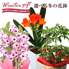 楽天市場 ベランダ 鉢植え 花の通販