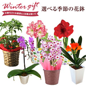 生花 正月 花の人気商品 通販 価格比較 価格 Com 生花 正月 花の人気商品 通販 価格比較 価格 Com