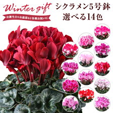 楽天市場 敬老の日プレゼント ギフト特集 鉢花
