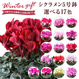 楽天市場 鉢植えの通販