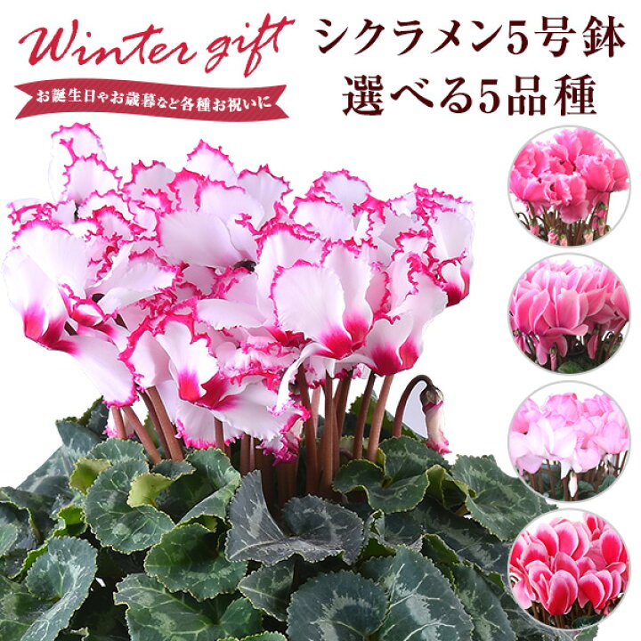 楽天市場 シクラメン 鉢植え 5号 ギフト プレゼント お花 鉢花 花鉢 しくらめん 花 5号鉢 鉢 東北 関西 送料無料 ビクトリア ピアス リップピンク リップオレンジ リップピンクウエーブ 赤 紫 ピンク お歳暮 クリスマス 花のギフト社onlineshop
