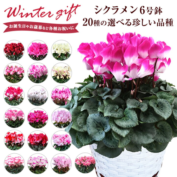 楽天市場 あす楽 14時まで シクラメン 送料無料 6号鉢 鉢植え 花 ギフト プレゼント お花 鉢花 花鉢 しくらめん 6号 鉢 マカロンショコラ プルマージュ ラブキャンドル レジーナ ビクトリア 赤 紫 ピンク お歳暮 クリスマス 誕生日 贈り物 フラワーギフト 花のギフト社