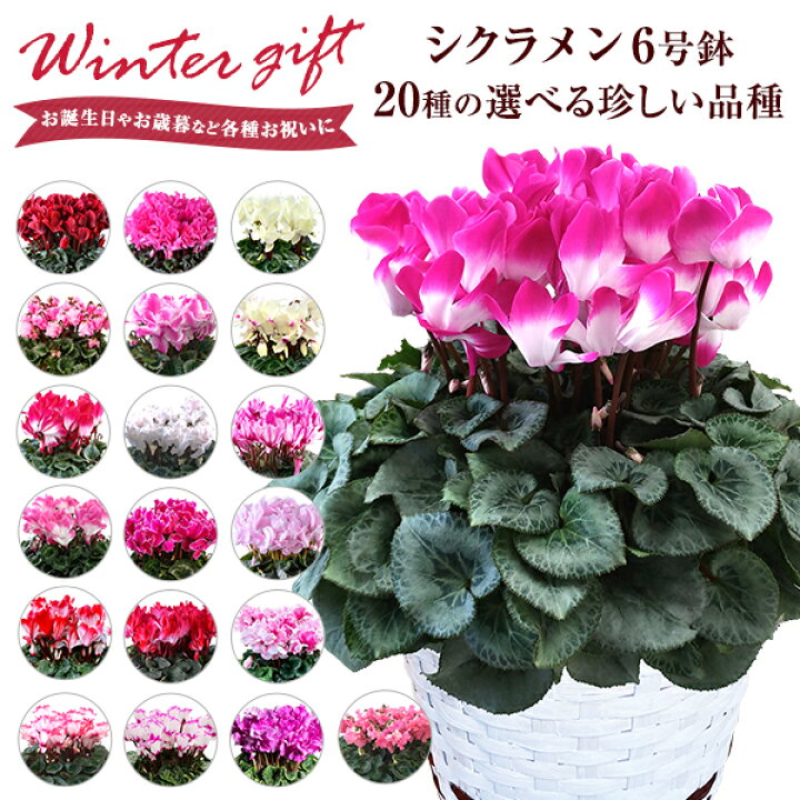 楽天市場 シクラメン 鉢植え 6号 ギフト プレゼント お花 鉢花 花鉢 しくらめん 花 6号鉢 鉢 送料無料 マカロンショコラ プルマージュ ラブキャンドル レジーナ ビクトリア 赤 紫 ピンク お歳暮 クリスマス 誕生日 贈り物 フラワーギフト 花のギフト社onlineshop 楽天市場 シクラメン 鉢植え 6号 ギフト プレゼント お花 鉢花 花鉢 しくらめん 花 6号鉢 鉢 送料無料 マカロンショコラ プルマージュ ラブキャンドル レジーナ ビクトリア 赤 紫 ピンク お歳暮 クリスマス 誕生日 贈り物 フラワーギフト 花のギフト社onlineshop