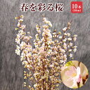 【ポイント5倍！11/10まで】 さくら 桜 啓翁桜 10本 花束 お誕生日 切花 生花 サクラ 花 桜のお花 フラワーギフト 誕生日 お祝い 卒業祝い 入学祝い 送別会 花ギフト プレゼント お花見 正月飾り 玄関 モダン おしゃれ お正月飾り 正月桜