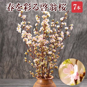 サクラ 花束の通販 価格比較 価格 Com サクラ 花束の通販 価格比較 価格 Com