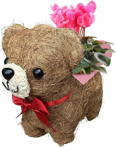 yGg[P10{1/1 9:59܂ŁzzB 14Y VN KW} JRG K[fVN 3  Ԕ  A a j Ε NX}X JXj  v[