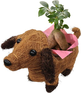 �y�G���g���[��P10�{��1/1 9:59�܂Łz�����z�B 14���Y �V�N������ �K�W���}�� �J�����R�G �K�[�f���V�N������ 3�� ���� �Ԕ� ���� ���A�� �a���� ���j�� ���Ε� �N���X�}�X �J�X�j�� �� �v���[��