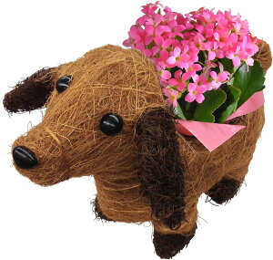 zB 14Y VN KW} JRG K[fVN 3  Ԕ  A a j Ε NX}X JXj  v[g Mtg K[f ߂ 