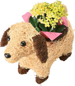 yGg[P10{1/1 9:59܂ŁzzB 14Y VN KW} JRG K[fVN 3  Ԕ  A a j Ε NX}X JXj  v[