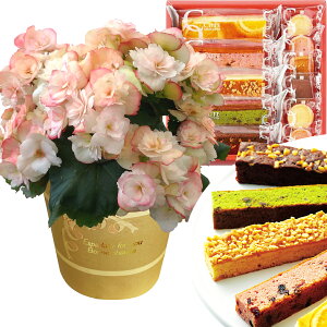 yGg[P10{2020-272z17Y xSjA [K[XxRjA  v[g [K[X A Mtg Ԕ    ԂƃXC[c ԂƂَq  a j