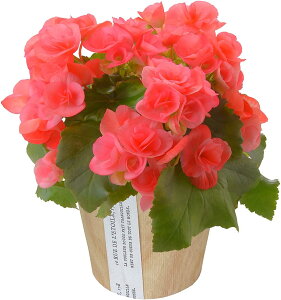 yGg[P10{2020-272z17Y xSjA [K[XxRjA  v[g [K[X A Mtg Ԕ     a j ̓ ̓ hV̓ 