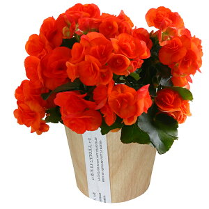 �y�G���g���[��P10�{��1/1 9:59�܂Łz��������17���Y �x�S�j�A ���[�K�[�X�x�R�j�A �� �v���[���g ���[�K�[�X ���A�� �M�t�g �Ԕ� ���� �� ���� ���� �a���� ���j�� ��̓� ���̓� �h�V�̓� ���