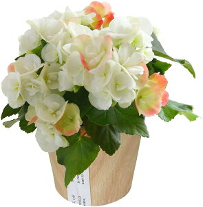 yGg[P10{1/1 9:59܂Łz17Y xSjA [K[XxRjA  v[g [K[X A Mtg Ԕ     a j ̓ ̓ hV̓ 