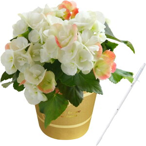 zB 17Y xSjA [K[XxRjA  v[g [K[X A Mtg Ԕ     a j ̓ ̓ hV̓ ̓Mtg ̓v[g t