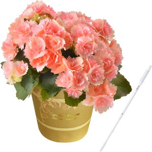 zB 17Y xSjA [K[XxRjA  v[g [K[X A Mtg Ԕ     a j ̓ ̓ hV̓ ̓Mtg ̓v[g t