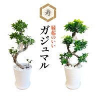 当日発送17時〆 ガジュマル 大型 昇り龍 ガジュマルの木 観葉植物 8号 盆栽 本物 お祝い 開店祝い 新築祝…