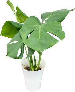 yGg[P10{2020-272zzB 14Y Xe ϗtA ^ 6  j CeA O[ A vX`bN n[g`