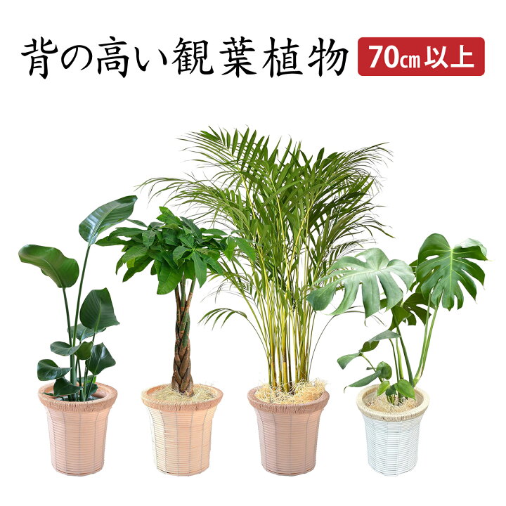 楽天市場】当日発送17時〆 観葉植物 オーガスタ パキラ アレカヤシ 