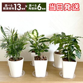 翌日配達 14時〆 観葉植物 ミニ 観葉 小さい 選べる おしゃれ パキラ ガジュマル オリーブ サンスベリア ユッカ テーブルヤシ サンセベリア アロエ オリーブの木 青年の木 ヤシ 鉢植え インテリアグリーン 縁起物 誕生日 お祝い プレゼント