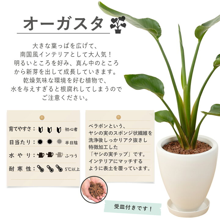 楽天市場】当日発送17時〆 観葉植物 オーガスタ ストレリチア 