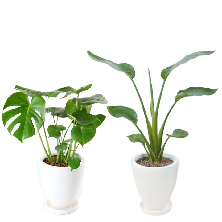 楽天市場】当日発送17時〆 観葉植物 オーガスタ ストレリチア 