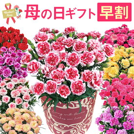 母の日 早割 プレゼント ギフト カーネーション 花 鉢植え フラワーギフト 花鉢 鉢花 お花 東北〜関西 送料無料 おしゃれ 母の日ギフト 母の日プレゼント 花のギフト社