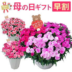 母の日 早割 プレゼント ギフト カーネーション 花 鉢植え フラワーギフト 7号鉢 花鉢 鉢花 お花 送料無料 おしゃれ 母の日ギフト 母の日プレゼント いちごキャンディ さくらもなか 花のギフト社