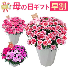 母の日 早割 プレゼント ギフト カーネーション 花 鉢植え フラワーギフト 7号鉢 花鉢 鉢花 お花 送料無料 おしゃれ 母の日ギフト 母の日プレゼント いちごキャンディ さくらもなか 花のギフト社